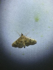 Ategumia adipalis