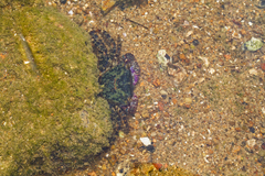 Metopograpsus quadridentatus