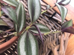 Lepidoscia characota