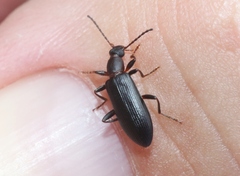 Statira