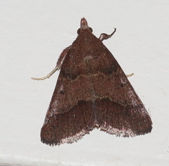 Arippara disticha