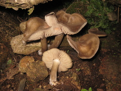 Entoloma clypeatum
