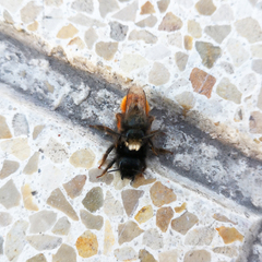 Osmia cornuta