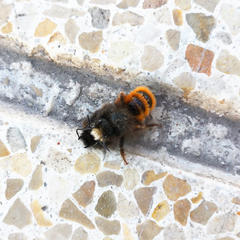 Osmia cornuta