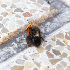 Osmia cornuta