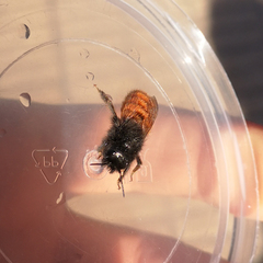 Osmia cornuta