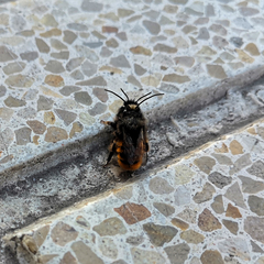 Osmia cornuta