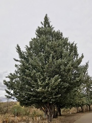 Cupressus glabra