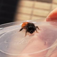 Osmia cornuta
