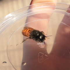 Osmia cornuta