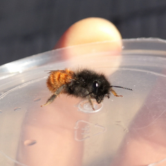 Osmia cornuta