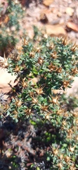 Macledium spinosum