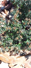 Macledium spinosum