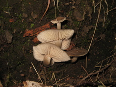 Entoloma clypeatum