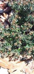 Macledium spinosum
