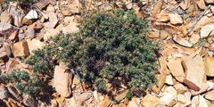 Macledium spinosum