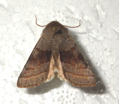Orthosia opima
