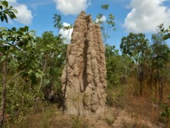 Nasutitermes triodiae