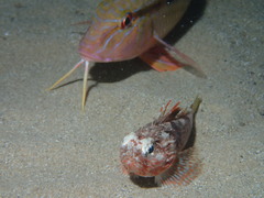 Maxillicosta scabriceps