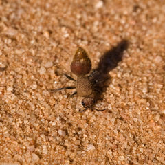 Ephutomorpha ferruginata