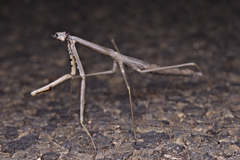 Archimantis quinquelobata