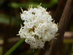 Arthrostylis aphylla