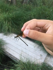 Calopteryx haemorrhoidalis