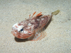 Maxillicosta scabriceps