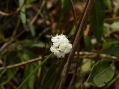 Arthrostylis aphylla