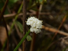 Arthrostylis aphylla