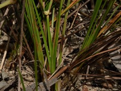 Arthrostylis aphylla