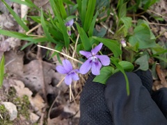 Viola reichenbachiana