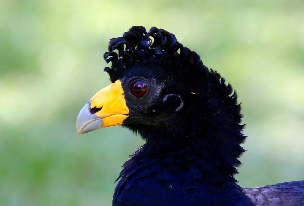 Black Curassow