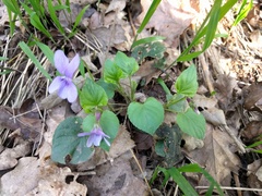 Viola reichenbachiana