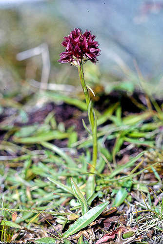 Gymnadenia austriaca (Gymnadenia austriaca)