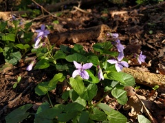 Viola reichenbachiana