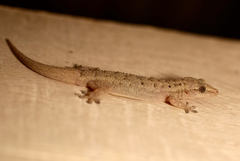 Hemidactylus palaichthus