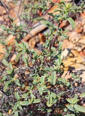 Hermannia holosericea