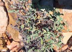 Hermannia holosericea