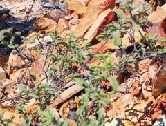 Hermannia holosericea