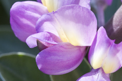 Lupinus cervinus