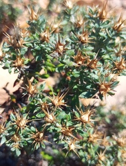 Macledium spinosum