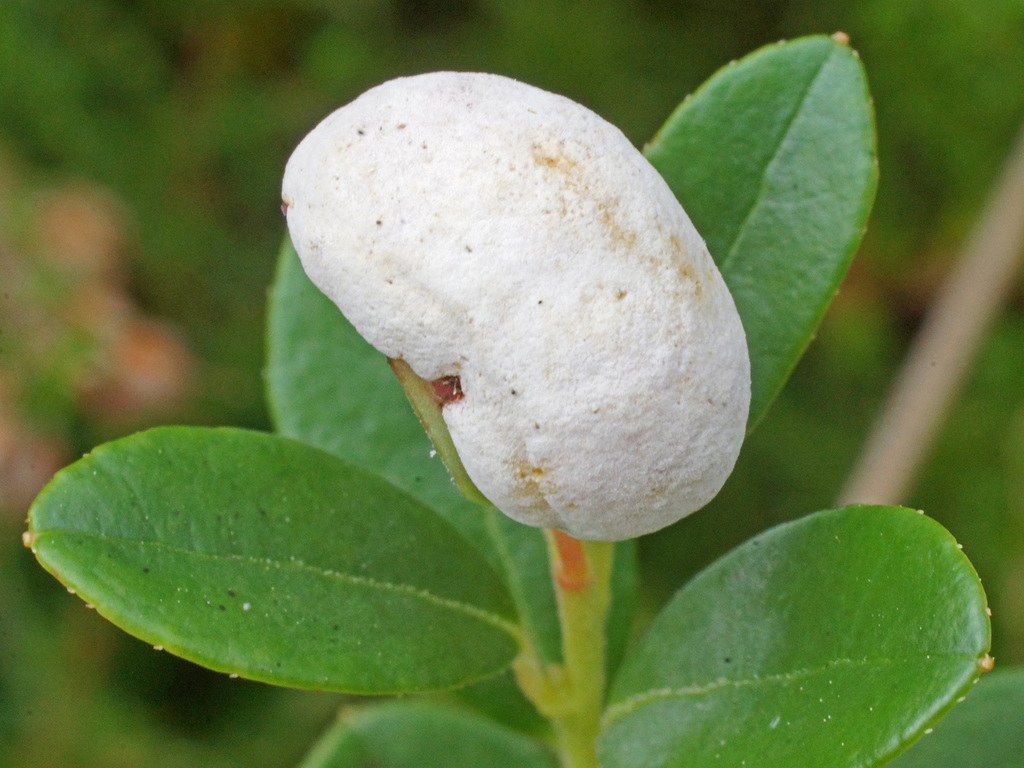 Lingonberry Gall