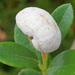 Azalea Gall - Photo (c) Felix Riegel, some rights reserved (CC BY-NC), uploaded by Felix Riegel