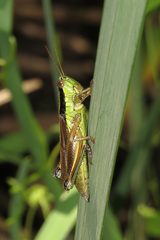 Scotussa impudica
