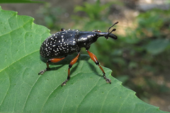 Heilipodus erythropus