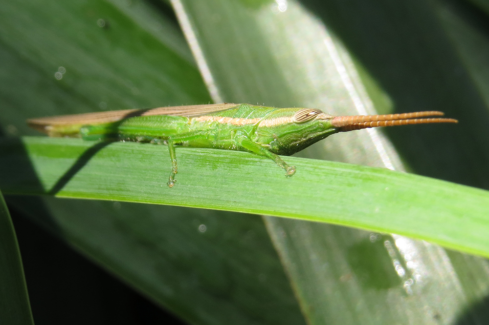 Leptysmina pallida