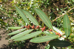 Phyllanthus sellowianus