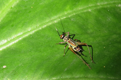 Phylloscyrtus amoenus