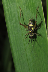 Phylloscyrtus amoenus